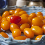 Cream Orange Tomato Seeds