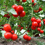 Dar Tomato Seeds