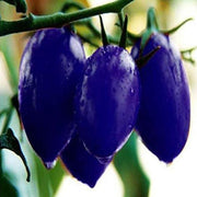 Dark Blue Tomato Seeds