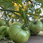 Dark Green Tomato Seeds