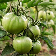 Dark Green Tomato Seeds