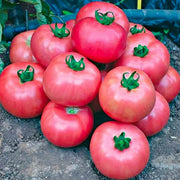 Dark Pink Tomato Seeds
