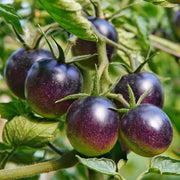 Dark Violet Tomato Seeds