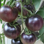 Dark Violet Tomato Seeds