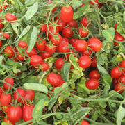 Datterino Tomato Seeds