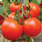 Deep Red Tomato Seeds