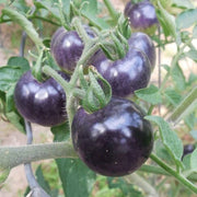 Deep Violet Tomato Seeds