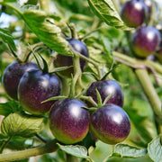 Deep Violet Tomato Seeds