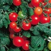 Dwarf Red Robin Tomato Seeds
