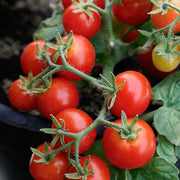 Dwarf Red Robin Tomato Seeds