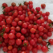 Everglades Tomato Seeds