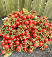 Everglades Tomato Seeds