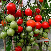 Geranium Kiss Tomato Seeds