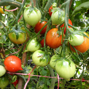 Geranium Kiss Tomato Seeds