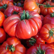 German Tomato Seeds