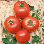 German Tomato Seeds