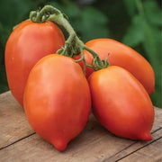 Giallo Grandi Amish Tomato Seeds