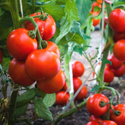 Giant Tomato Seeds