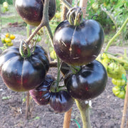 Giant Black Tomato Seeds