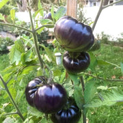 Giant Black Tomato Seeds