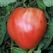 Giant Red Oxheart Tomato Seeds