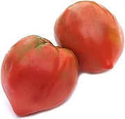 Giant Red Oxheart Tomato Seeds
