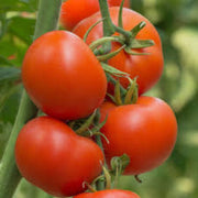 Giant Tomato Seeds