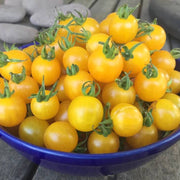 Gold Tomato Seeds