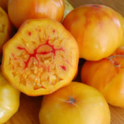 Gold Medal Yellow Tomato Seeds