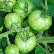 Green White Tomato Seeds