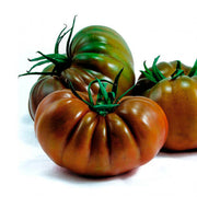 Green Brown Tomato Seeds