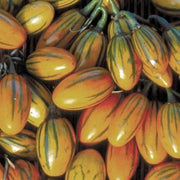 Green Brown Tomato Seeds