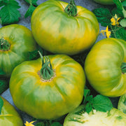 Green Cherokee Tomato Seeds
