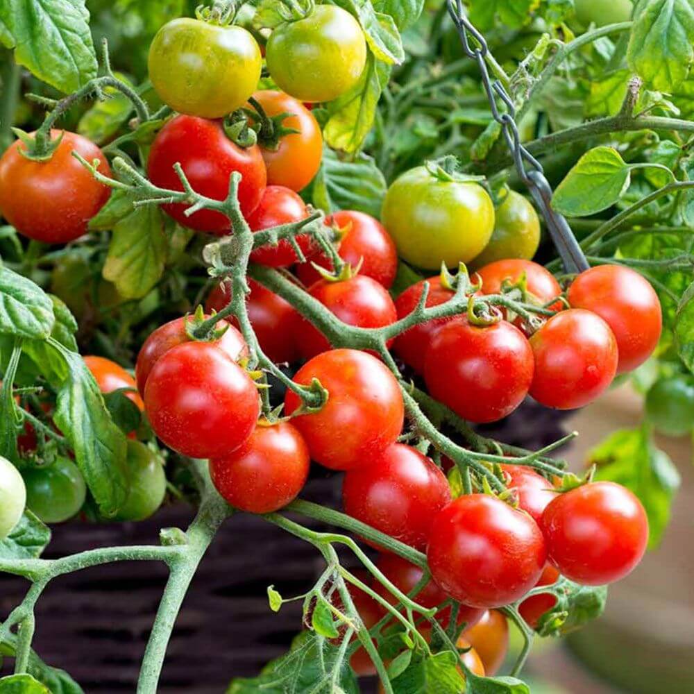 Green & Red Tomato Seeds