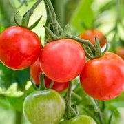 Green & Red Tomato Seeds