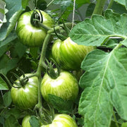 Green White Tomato Seeds