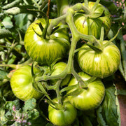 Green White Tomato Seeds
