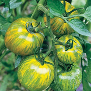 Green Zebra Cherry Tomato Seeds