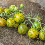 Green Zebra Cherry Tomato Seeds