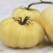 Beefsteak Tomato Seeds