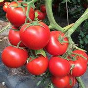 Huge Red Tomato Seeds