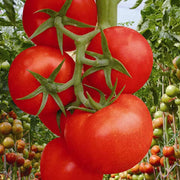 Huge Red Tomato Seeds