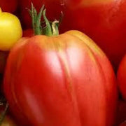 Hungarian Heart Tomato Seeds