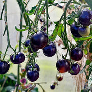 Indigo Rose Tomato Seeds