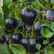 Indigo Rose Tomato Seeds