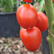 Jet Star Tomato Seeds