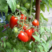 Juliet Tomato Seeds