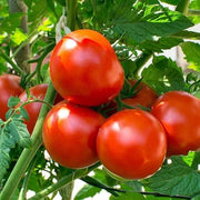 Köstliches Tomato Seeds
