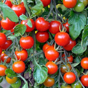 Kremenchugskiy Tomato Seeds