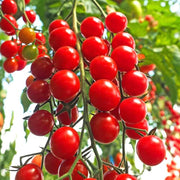 Kremenchugskiy Tomato Seeds